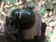 Zoosphaerium neptunus