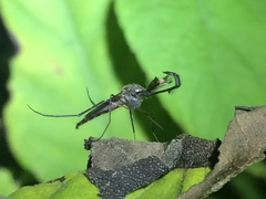 Psorophora cyanescens
