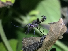 Psorophora cyanescens