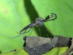 Psorophora cyanescens