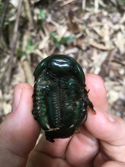 Zoosphaerium neptunus
