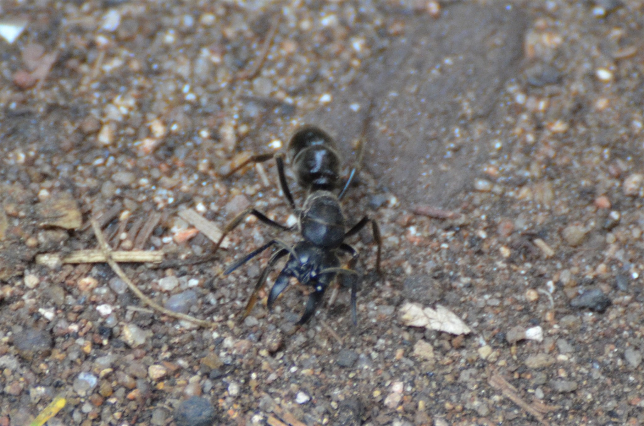 Paltothyreus tarsatus