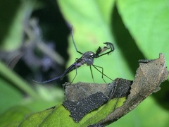 Psorophora cyanescens