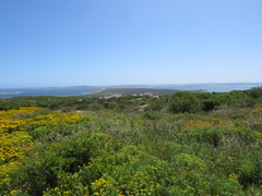 Chasmanthe floribunda