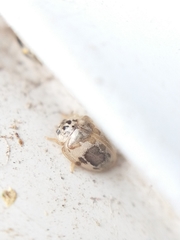 Psyllobora bicongregata