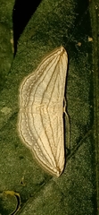Scopula opicata