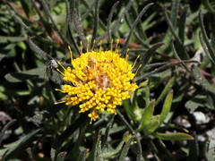 Leucospermum