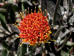 Leucospermum