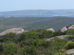 Chasmanthe floribunda