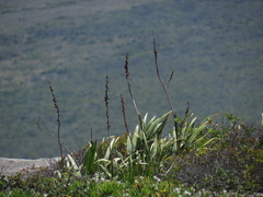 Chasmanthe floribunda