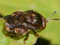 Microdon globosus