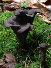 Craterellus