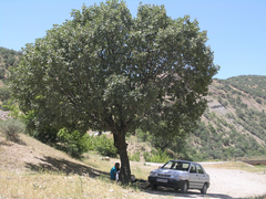 Quercus brantii