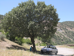 Quercus brantii
