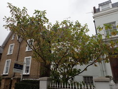 Pterostyrax hispidus
