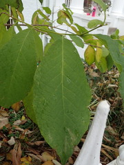 Pterostyrax hispidus