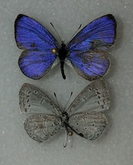 Celastrina echo cinerea