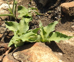 Ledebouria ovatifolia