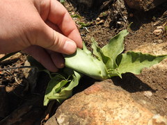 Ledebouria ovatifolia