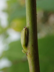 Pterostyrax hispidus