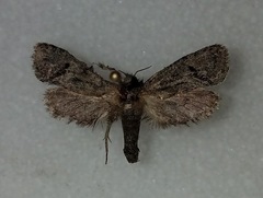 Acrolophus filicicornis