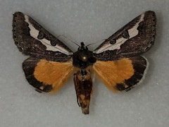 Euscirrhopterus gloveri