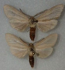 Leucanopsis perdentata