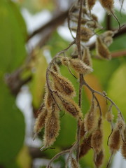 Pterostyrax hispidus
