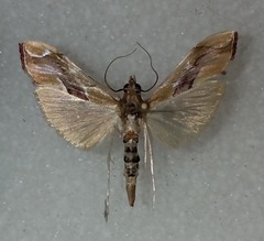 Agathodes monstralis