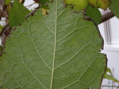 Pterostyrax hispidus
