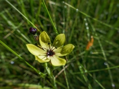 Sisyrinchium conzattii