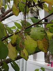 Pterostyrax hispidus
