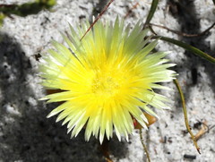 Conicosia pugioniformis