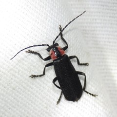 Discodon bipunctatum