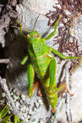 Antandrus viridis