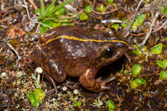 Eupsophus emiliopugini