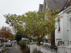 Pterostyrax hispidus