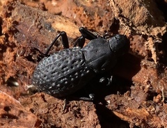 Polypleurus perforatus