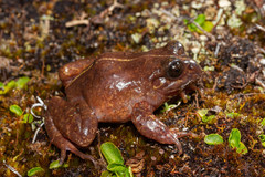 Eupsophus emiliopugini
