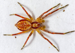 Araiya coccinea