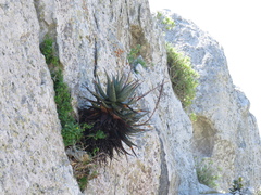 Aloe microstigma framesii