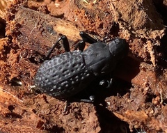 Polypleurus perforatus