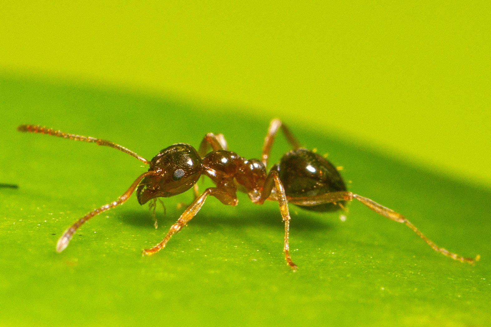 Lasiophanes picinus