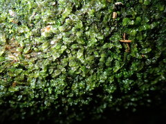 Lepidoziaceae