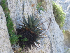 Aloe microstigma framesii