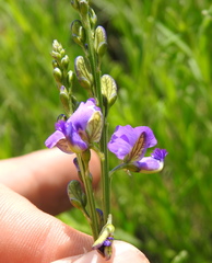 Polygala rehmannii