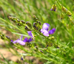 Polygala rehmannii