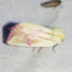 Thurberiphaga diffusa