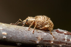 Dasydema hirtella