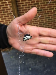 Gasteracantha cancriformis